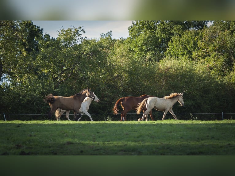 Andalusiër Merrie 2 Jaar 162 cm Pearl in Loye sur Arnon