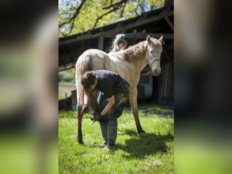 Andalusiër Merrie 2 Jaar 162 cm Pearl in Loye sur Arnon