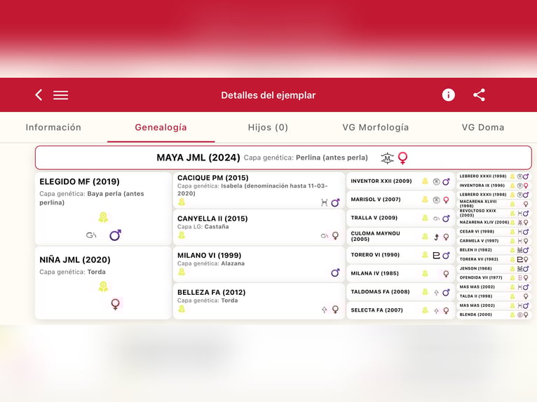 Andalusiër Merrie 2 Jaar 162 cm Perlino in Griñon