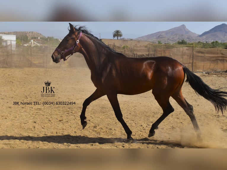 Andalusiër Merrie 2 Jaar 164 cm Bruin in Tabernas Almeria