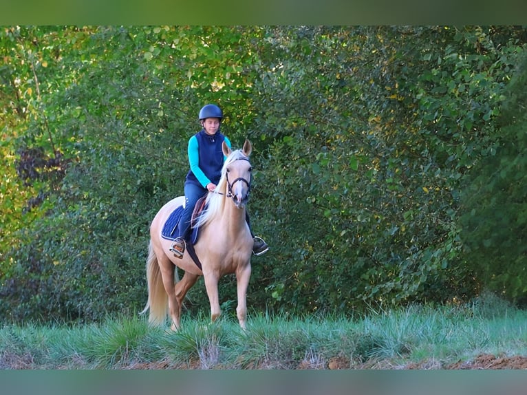 Andalusiër Merrie 3 Jaar 150 cm Palomino in Saint-Pierre-d'Aubézies