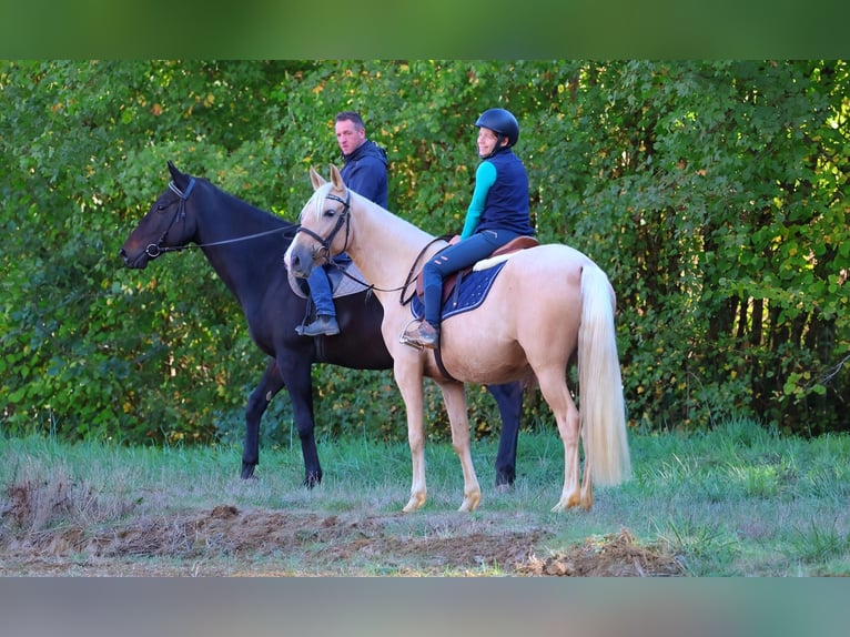 Andalusiër Merrie 3 Jaar 150 cm Palomino in Saint-Pierre-d'Aubézies