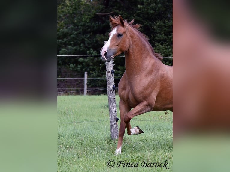 Andalusiër Merrie 3 Jaar 153 cm Vos in Wiebelseheim