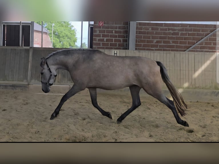 Andalusiër Merrie 3 Jaar 155 cm Brown Falb schimmel in Wachtendonk