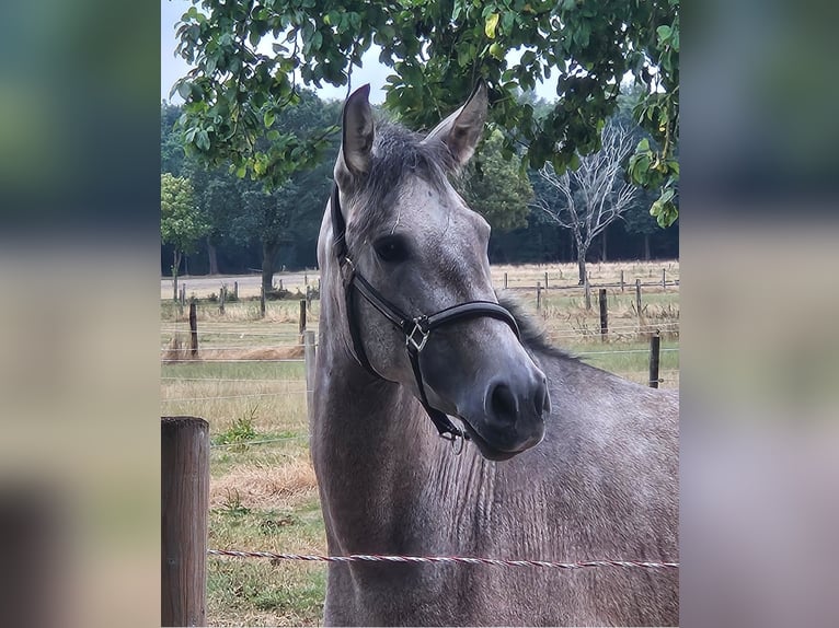 Andalusiër Merrie 3 Jaar 155 cm Brown Falb schimmel in Wachtendonk