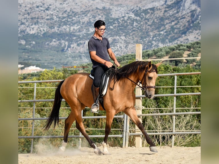 Andalusiër Merrie 3 Jaar 155 cm Falbe in Würzburg