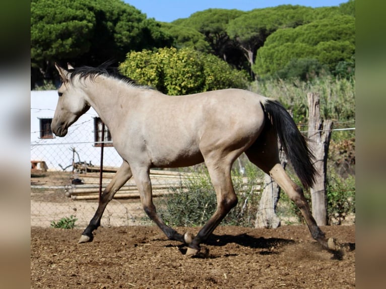 Andalusiër Merrie 3 Jaar 156 cm in Vejer de la Frontera