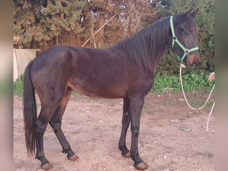 Andalusiër Merrie 3 Jaar 156 cm Zwart in Chiclana de la Fronterra