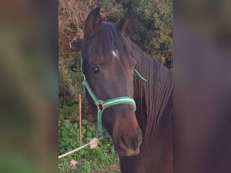 Andalusiër Merrie 3 Jaar 156 cm Zwart in Chiclana de la Fronterra