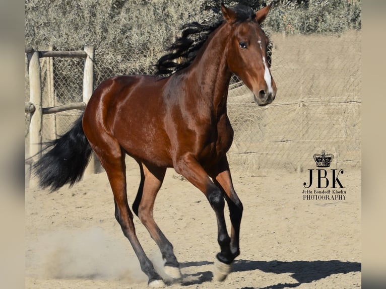 Andalusiër Merrie 3 Jaar 157 cm Bruin in Tabernas Almeria