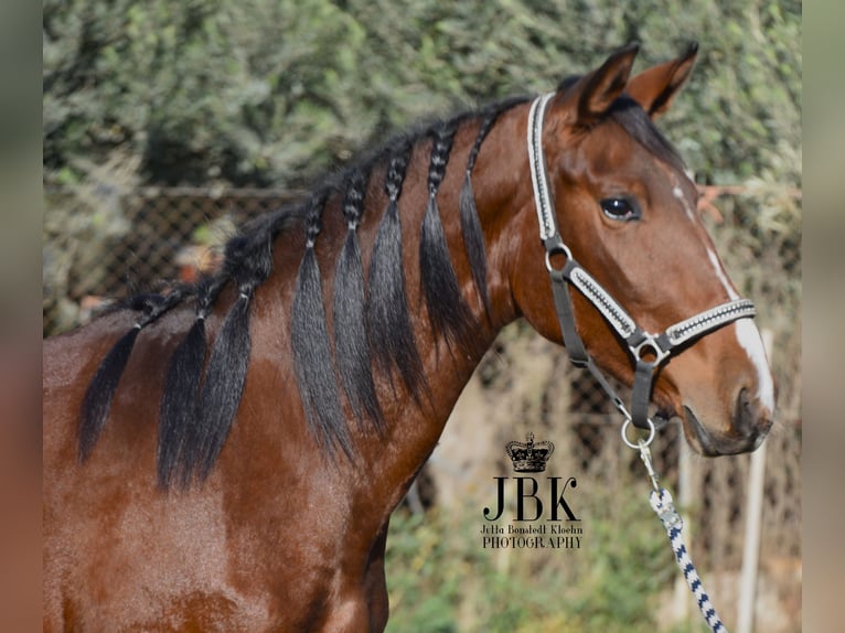 Andalusiër Merrie 3 Jaar 157 cm Bruin in Tabernas Almeria