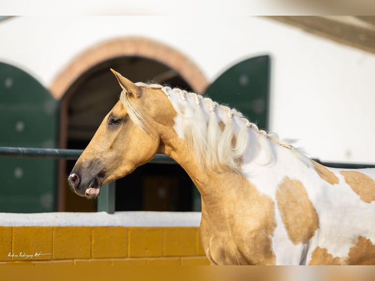 Andalusiër Merrie 3 Jaar 157 cm Gevlekt-paard in Hamburg