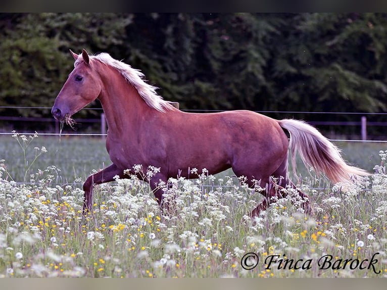 Andalusiër Merrie 3 Jaar 157 cm Palomino in Wiebelsheim