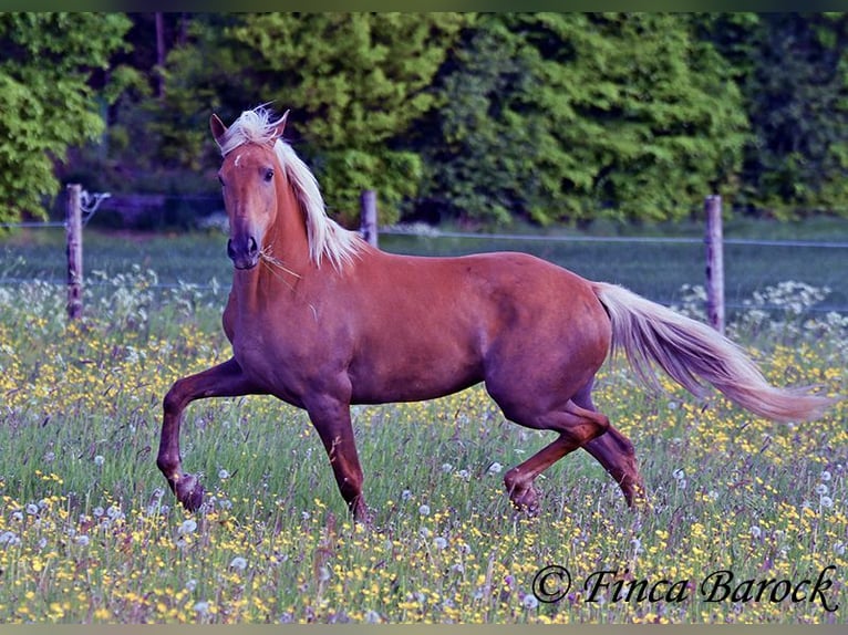 Andalusiër Merrie 3 Jaar 157 cm Palomino in Wiebelsheim
