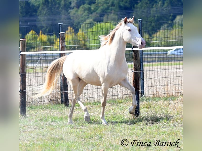 Andalusiër Merrie 3 Jaar 157 cm Pearl in Wiebelsheim