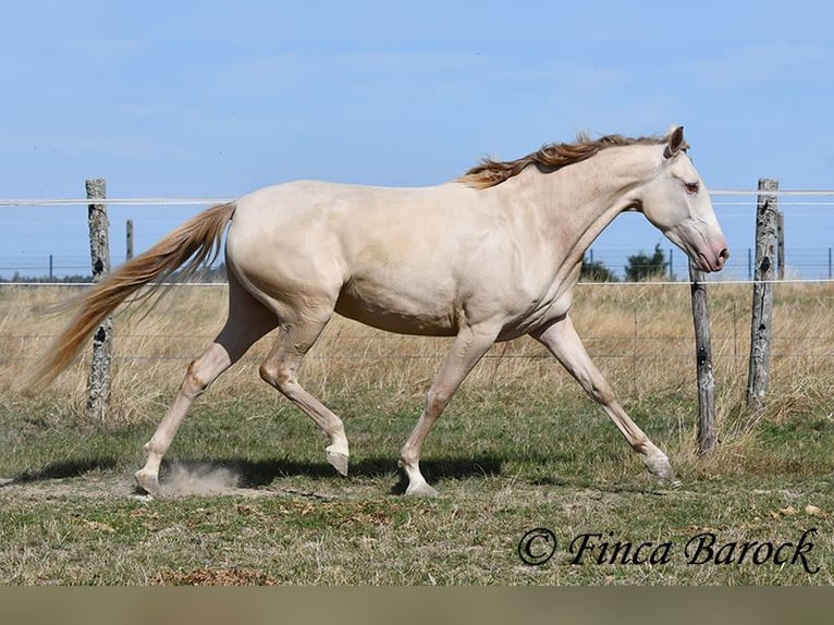 Andalusiër Merrie 3 Jaar 157 cm Pearl in Wiebelsheim