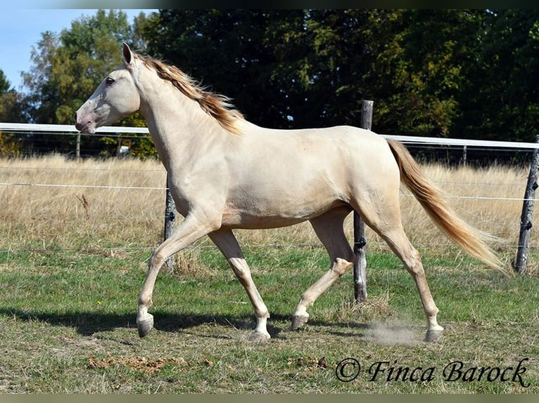 Andalusiër Merrie 3 Jaar 157 cm Pearl in Wiebelsheim