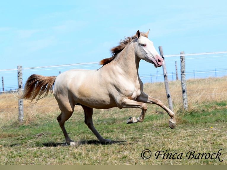 Andalusiër Merrie 3 Jaar 157 cm Pearl in Wiebelsheim