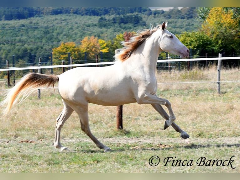 Andalusiër Merrie 3 Jaar 157 cm Pearl in Wiebelsheim