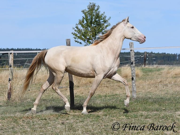 Andalusiër Merrie 3 Jaar 157 cm Pearl in Wiebelsheim