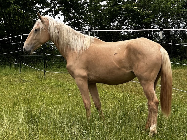 Andalusiër Mix Merrie 3 Jaar 158 cm Palomino in Gößweinstein