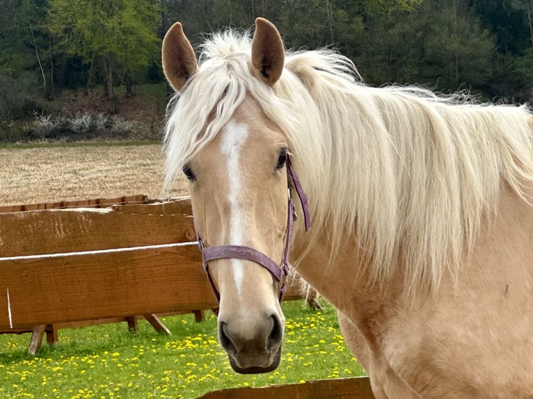 Andalusiër Mix Merrie 3 Jaar 158 cm Palomino in Gößweinstein