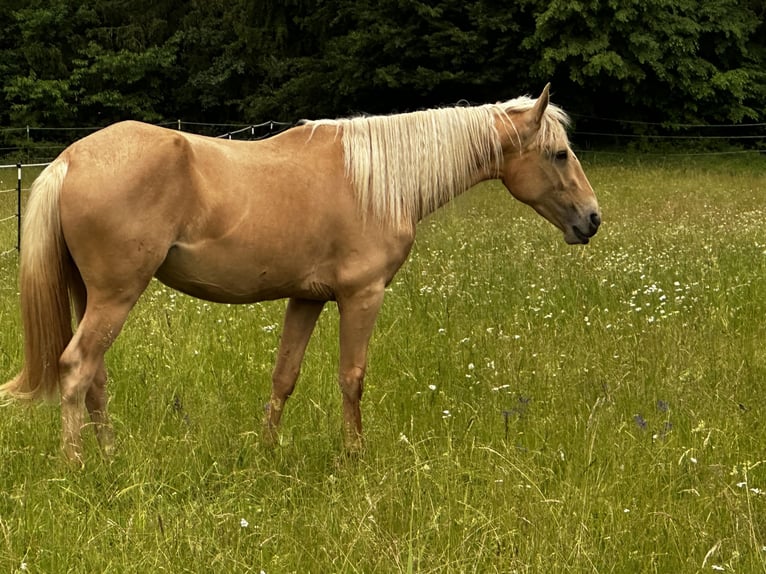Andalusiër Mix Merrie 3 Jaar 158 cm Palomino in Gößweinstein