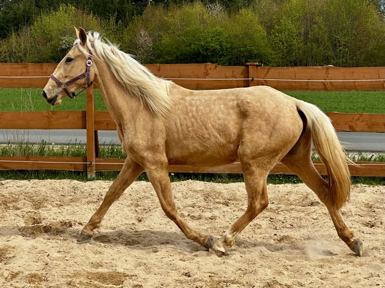 Andalusiër Mix Merrie 3 Jaar 158 cm Palomino in Gößweinstein