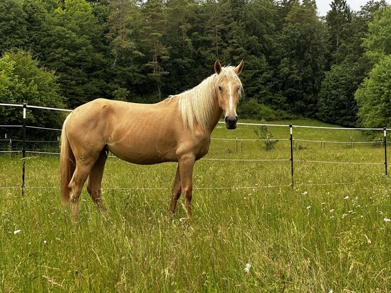 Andalusiër Mix Merrie 3 Jaar 158 cm Palomino in Gößweinstein