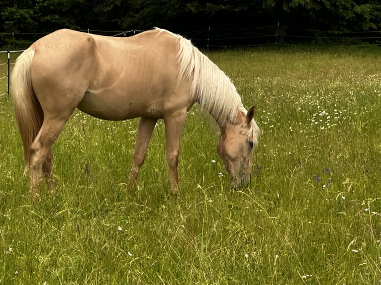 Andalusiër Mix Merrie 3 Jaar 158 cm Palomino in Gößweinstein