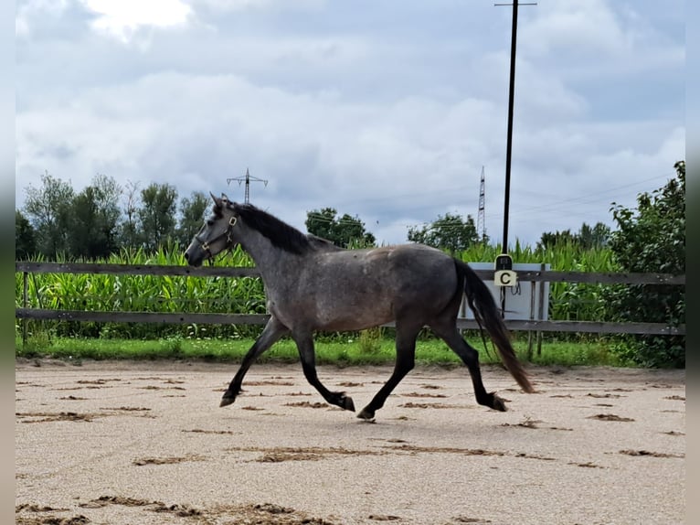 Andalusiër Merrie 3 Jaar 160 cm Blauwschimmel in Herxheim bei Landau/Pfalz