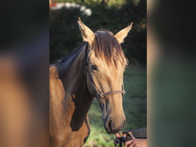 Andalusiër Merrie 3 Jaar 160 cm Falbe in Rezay