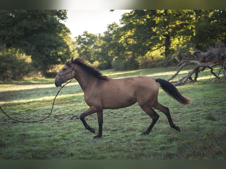 Andalusiër Merrie 3 Jaar 160 cm Falbe in Rezay