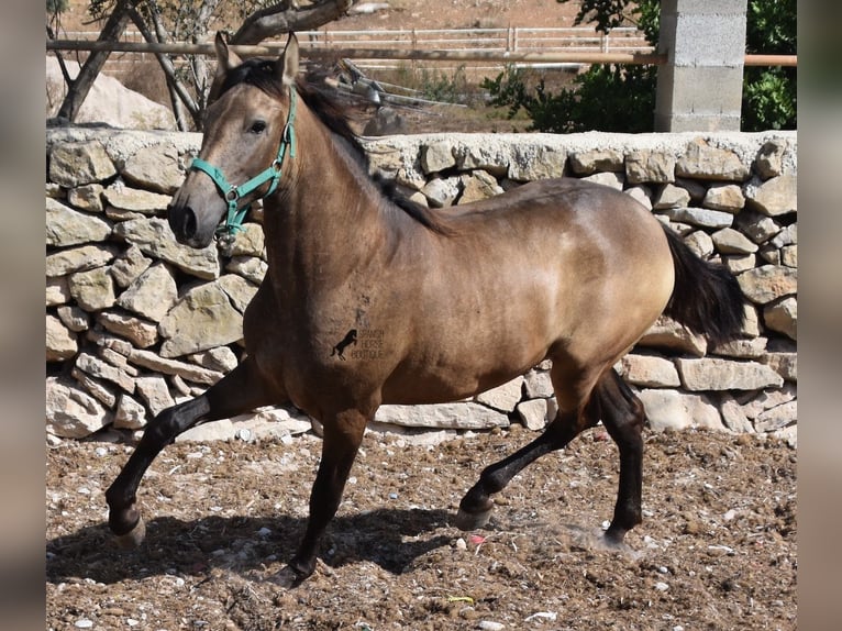Andalusiër Merrie 3 Jaar 160 cm Falbe in Mallorca