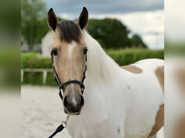 Andalusiër Merrie 3 Jaar 160 cm Gevlekt-paard in Neustadt (Wied)