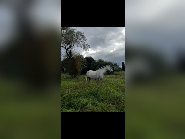 Andalusiër Merrie 3 Jaar 160 cm Schimmel in Sierra, La (Candas - Carreño)