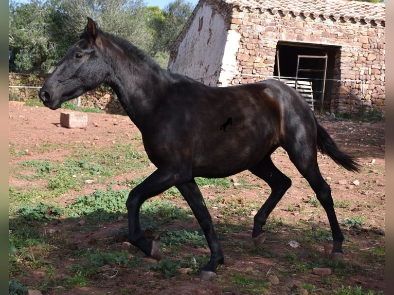 Andalusiër Merrie 3 Jaar 160 cm Zwart in Menorca