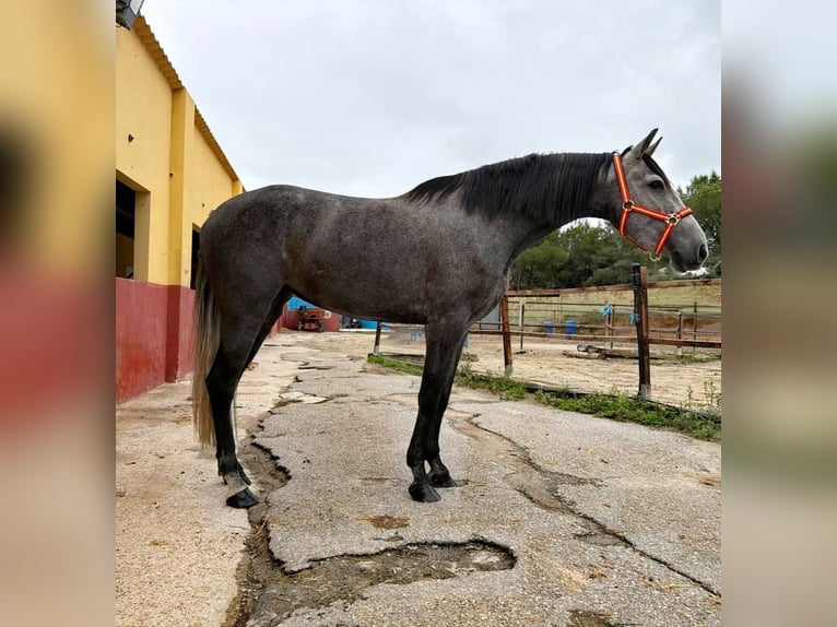 Andalusiër Merrie 3 Jaar 161 cm Schimmel in Terrassa
