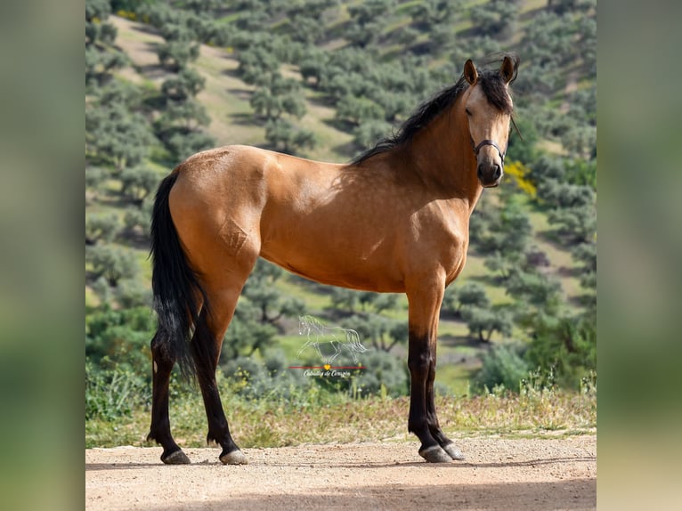 Andalusiër Merrie 3 Jaar 163 cm Falbe in Malaga