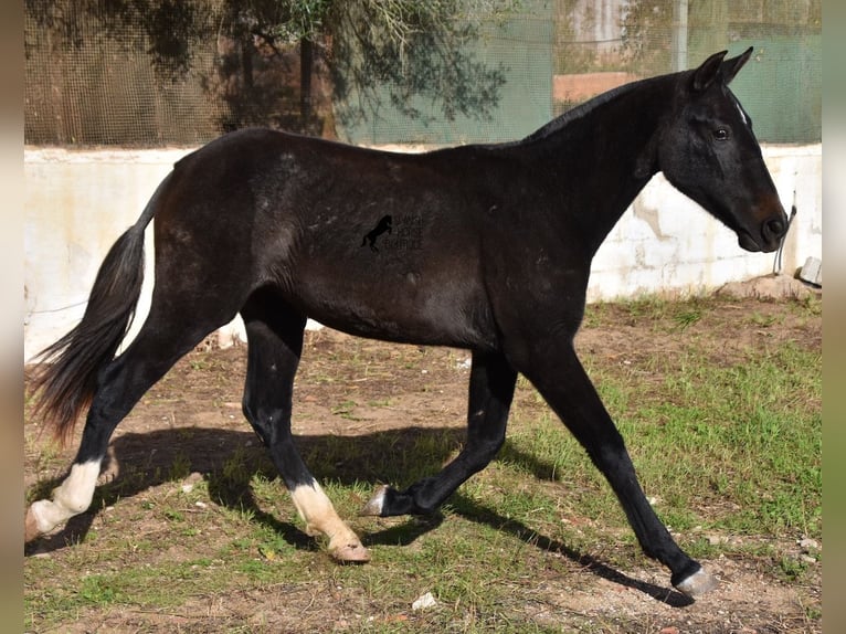 Andalusiër Merrie 3 Jaar 165 cm Schimmel in Menorca