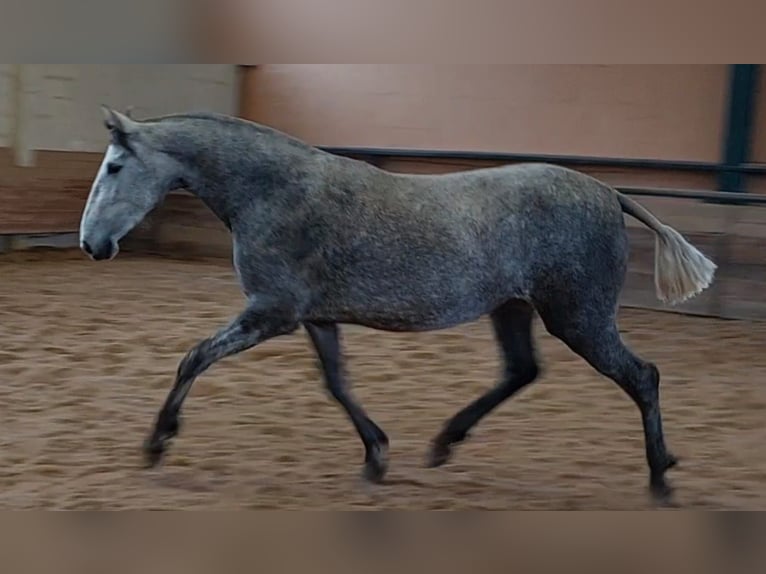 Andalusiër Merrie 3 Jaar Schimmel in Ledesma