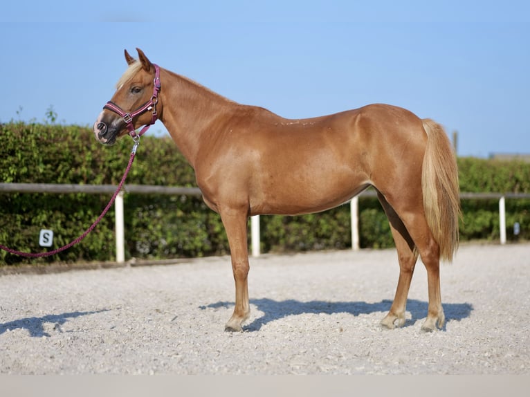 Andalusiër Merrie 4 Jaar 138 cm Palomino in Neustadt (Wied)