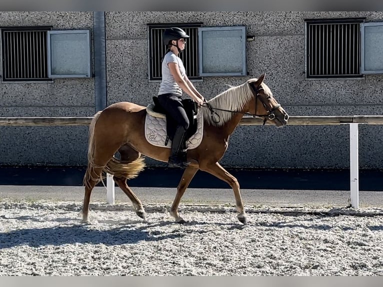 Andalusiër Merrie 4 Jaar 138 cm Palomino in Neustadt (Wied)