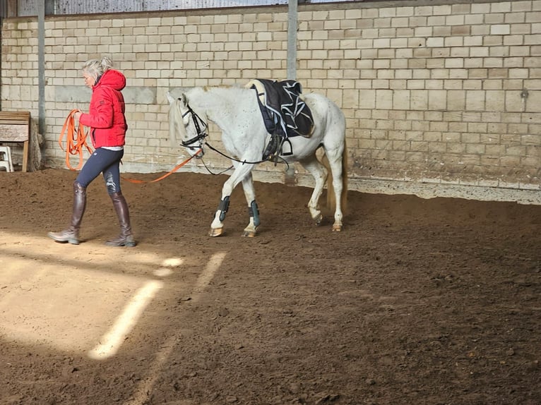 Andalusiër Merrie 4 Jaar 145 cm Appaloosa in Sendenhorst