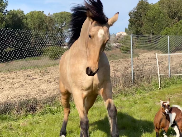 Andalusiër Merrie 4 Jaar 152 cm Falbe in Aachen