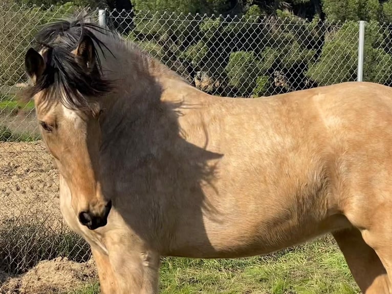 Andalusiër Merrie 4 Jaar 152 cm Falbe in Aachen