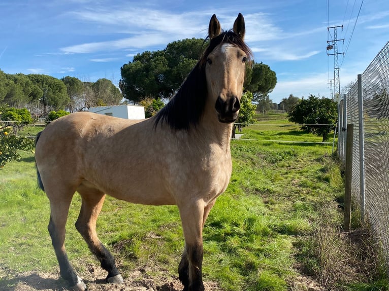 Andalusiër Merrie 4 Jaar 152 cm Falbe in Aachen