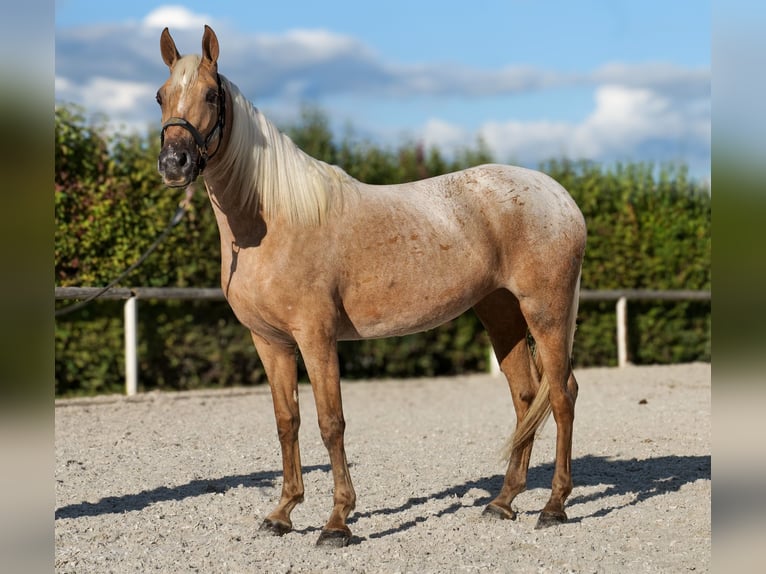 Andalusiër Merrie 4 Jaar 152 cm Palomino in Neustadt (Wied)