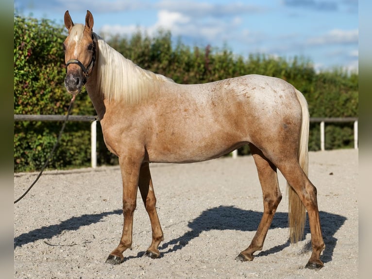 Andalusiër Merrie 4 Jaar 152 cm Palomino in Neustadt (Wied)