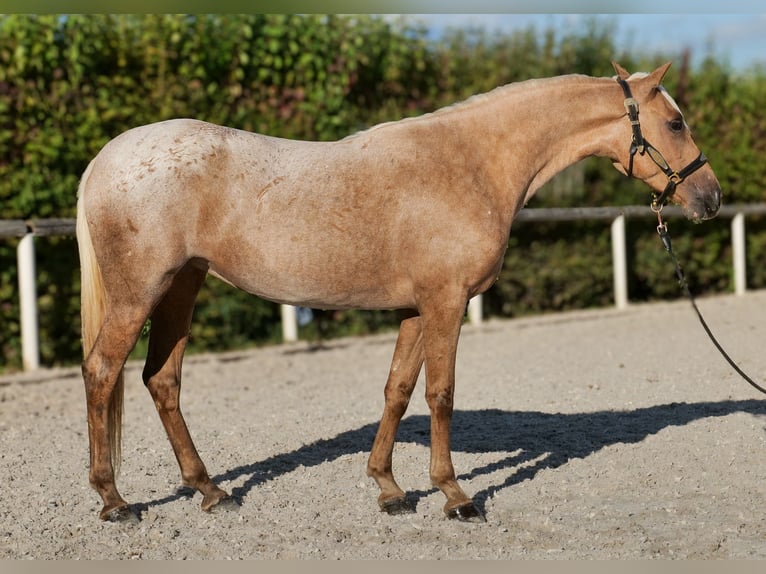 Andalusiër Merrie 4 Jaar 152 cm Palomino in Neustadt (Wied)